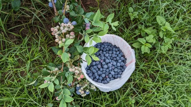 blueberry